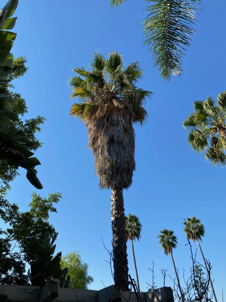 Top-rated lawn mowing service experts serving Upland, CA - Navarro Tree Service