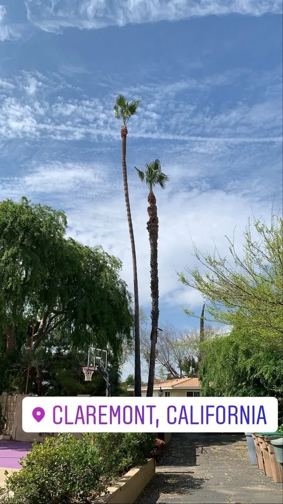 Trusted outdoor landscaping experts serving Upland, CA - Navarro Tree Service