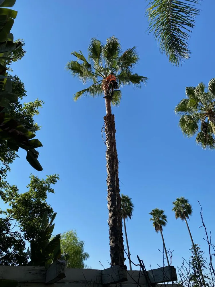 Professional residential landscaping experts serving Upland, CA - Navarro Tree Service