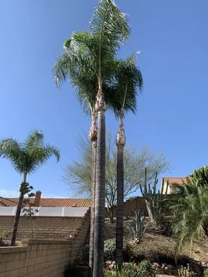 Navarro Tree Service Logo