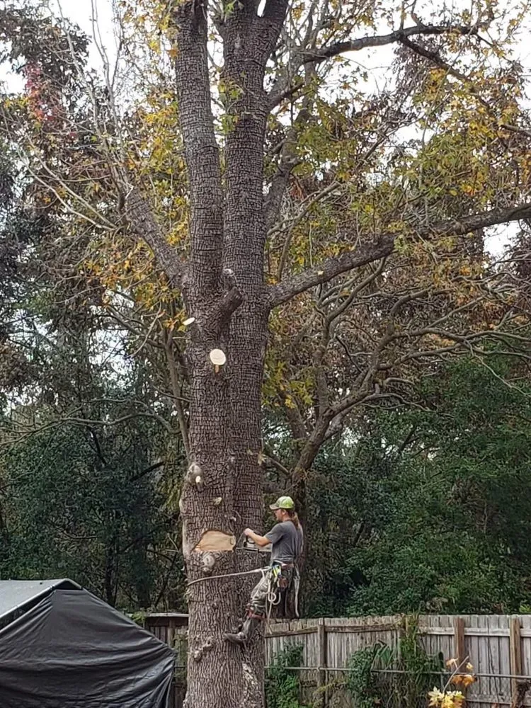 Expert garden landscaping for beautiful yards in Ocala, FL by Nave & Sons