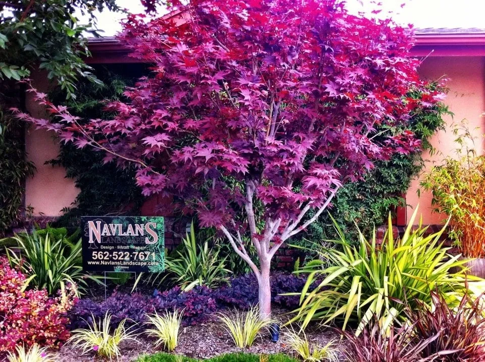 Affordable lawn care service for residential properties in Lawndale, CA by Navlan's Landscape
