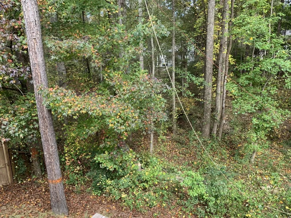 Professional yard cleanup service in Roswell, GA by Naz Tree Service