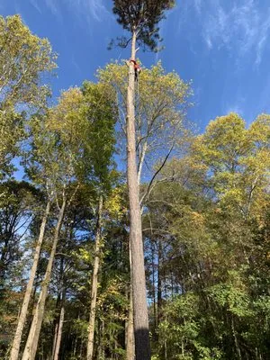 Naz Tree Service Logo