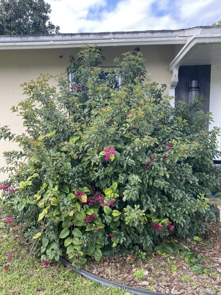 Affordable landscaping services experts serving Sanford, FL - Nazareth landscaping