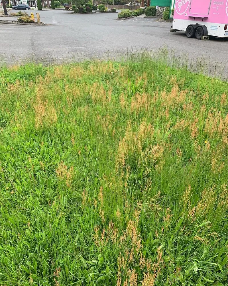 Professional residential landscaping for outdoor upgrades in Arlington, WA by Nazars Yard Care Service