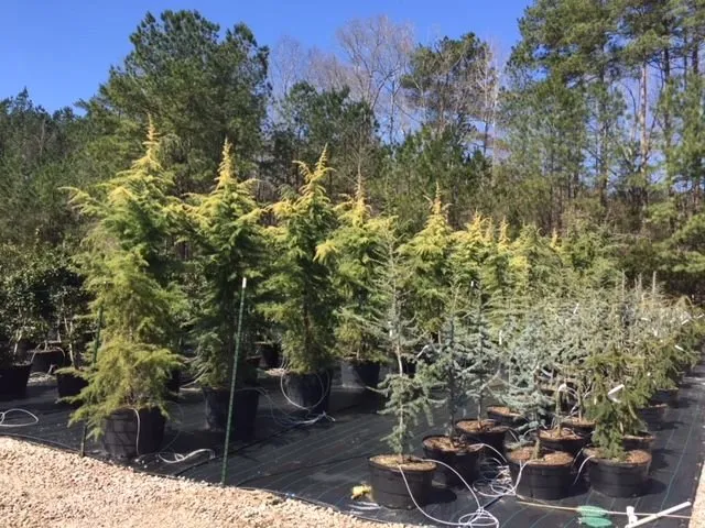 Trusted landscaping services with custom design across Durham, NC - Nazo Landscaping