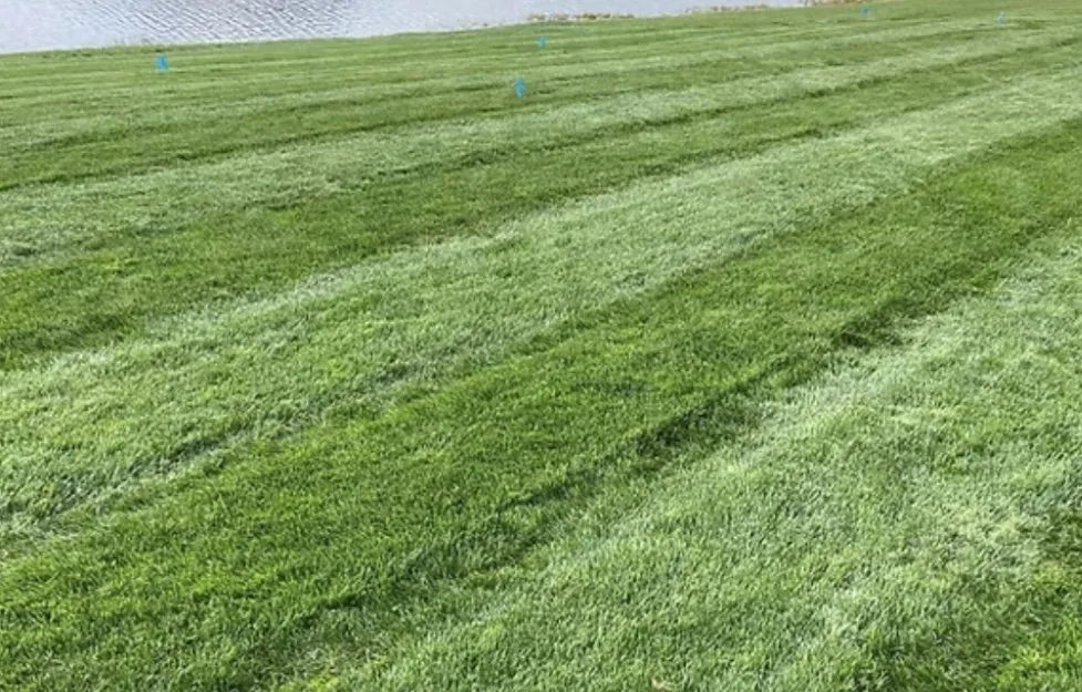 Expert landscape design for beautiful yards in New Port Richey, FL by NB Landscaping