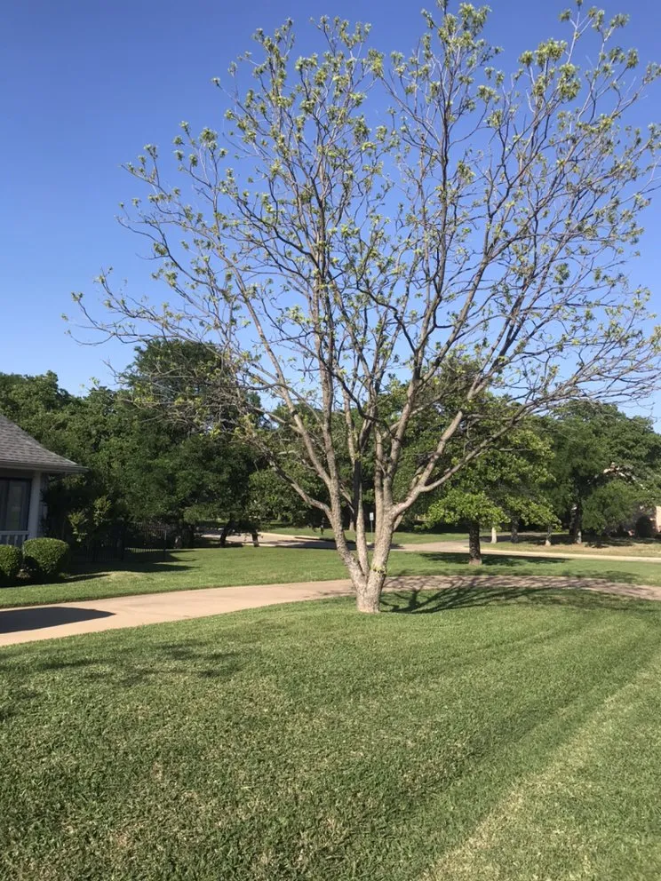 Custom landscape design for residential properties in Arlington, TX by NB Lawn Care