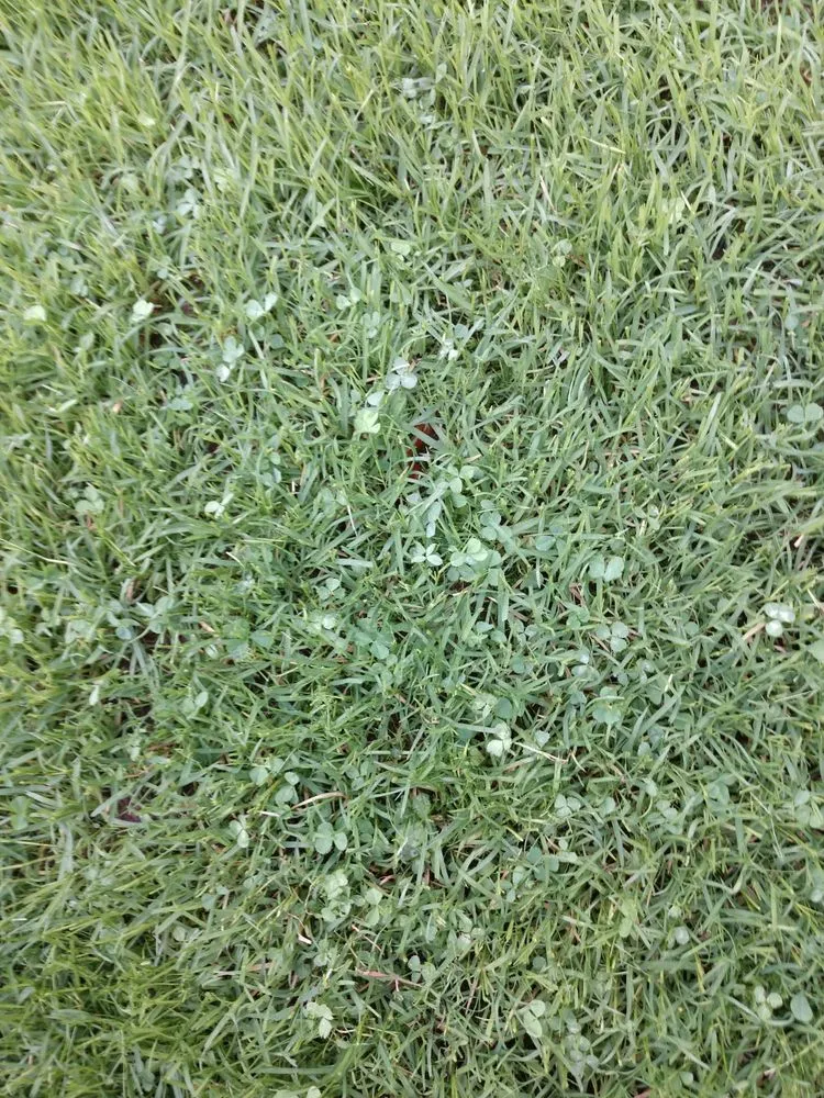 Trusted residential landscaping in Raeford, NC by NC Hydroseeding