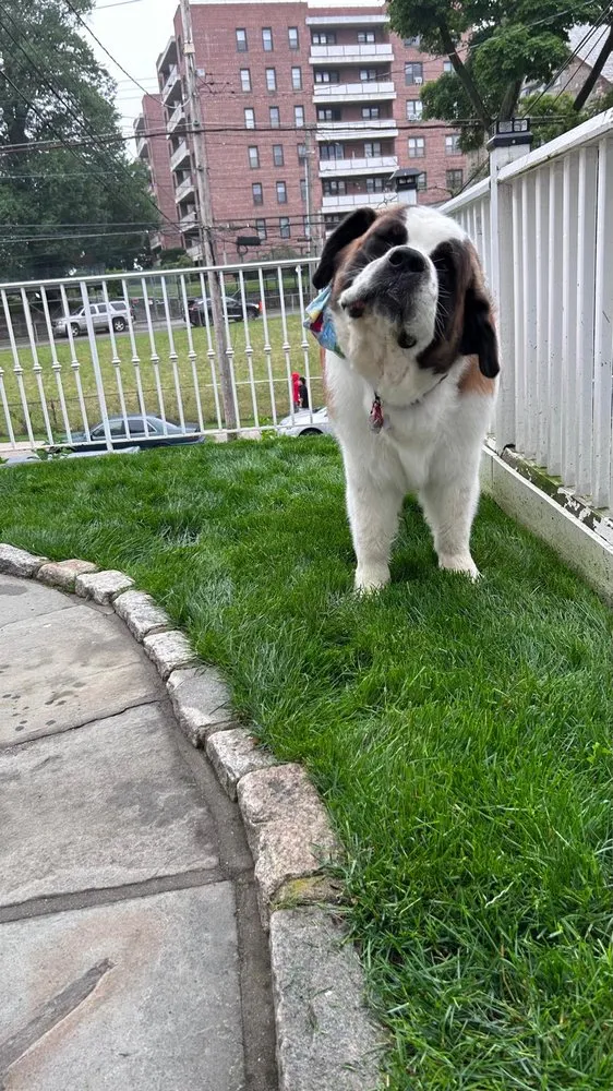 Local yard maintenance in Port Chester, NY - N&C Landscaping Services