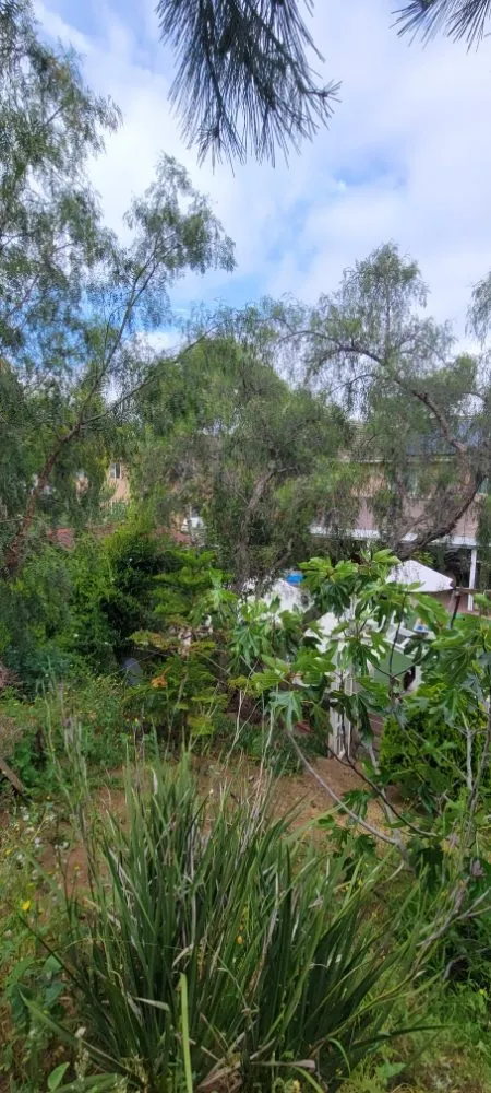 Custom lawn care service for year-round maintenance in Vista, CA by NCJ landscaping outdoor creations