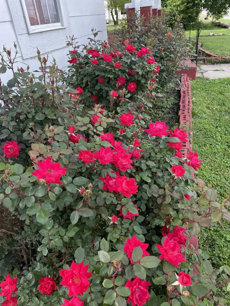 Expert lawn care service in Mayfield, KY by N&D Landscape and Lawncare