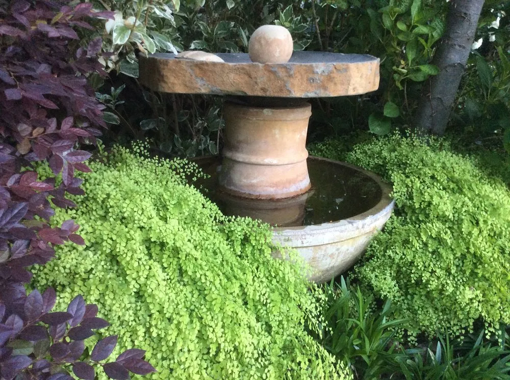 Affordable lawn care service in Napa, CA by Neadho Landscaping