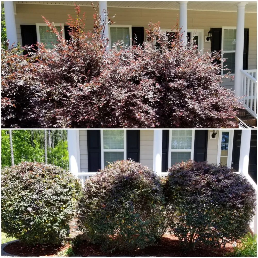 Reliable residential landscaping in Clayton, NC by Neal's Lawn Care