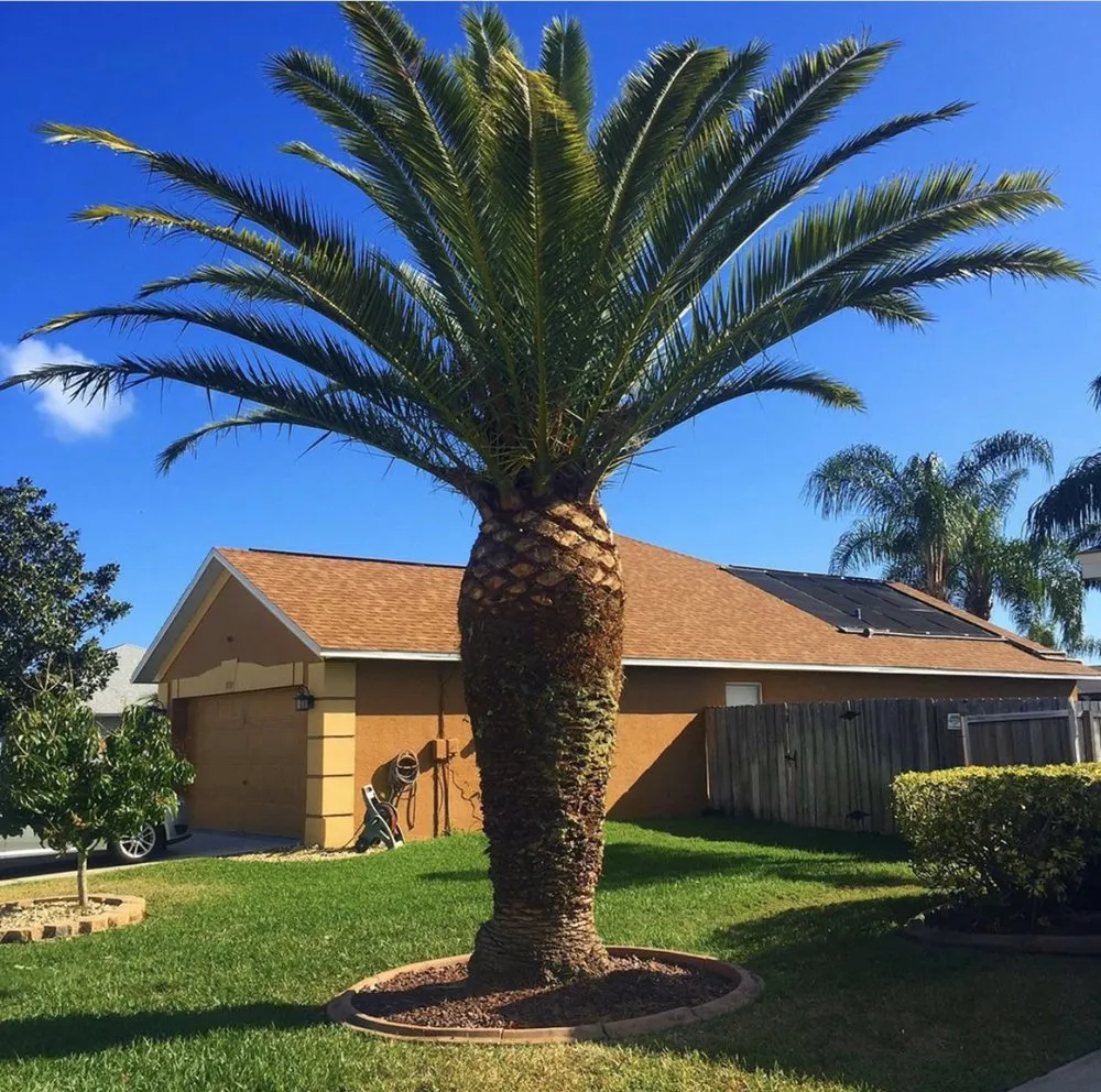 Top-rated lawn care service for year-round maintenance in Orlando, FL by Near Me lawn services