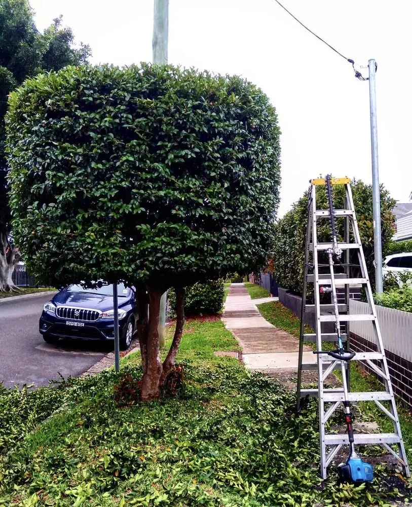 Affordable landscape design for beautiful yards in Orlando, FL by Near Me lawn services