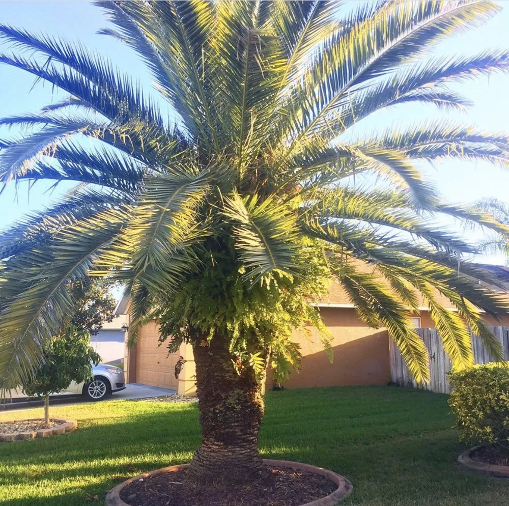 Professional landscaping services for outdoor upgrades in Orlando, FL by Near Me lawn services