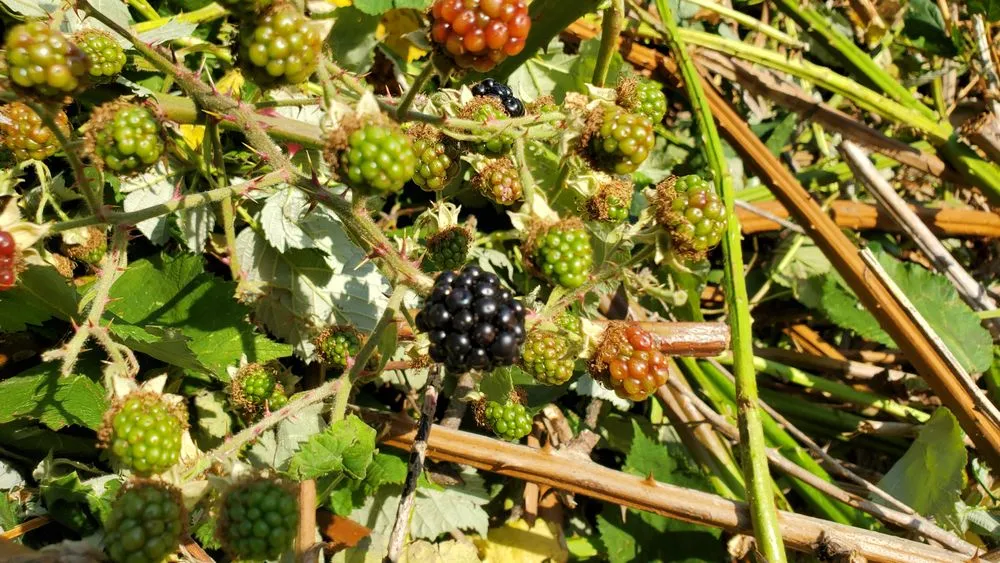 Custom residential landscaping with custom design across Seattle, WA - Neat & Tidy Landscaping