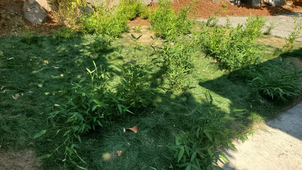 Custom yard maintenance for beautiful yards across Seattle, WA - Neat & Tidy Landscaping