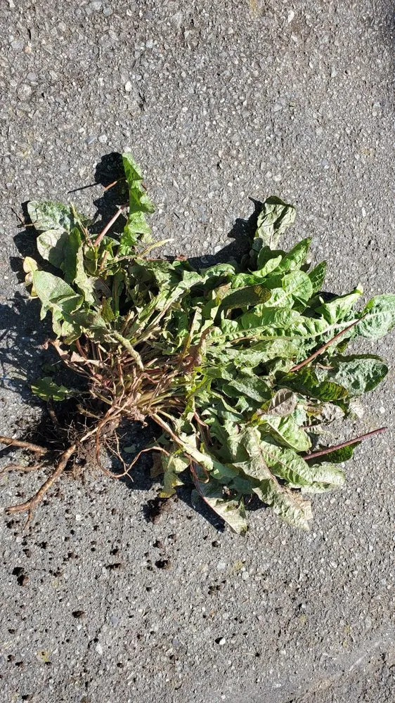 Local yard maintenance in Seattle, WA by Neat & Tidy Landscaping