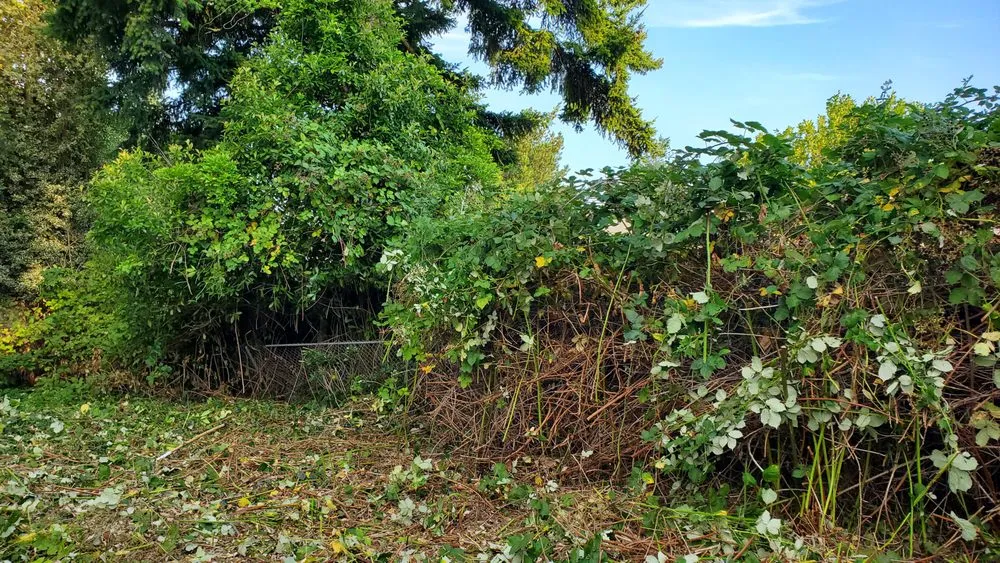 Custom landscape design in Seattle, WA by Neat & Tidy Landscaping