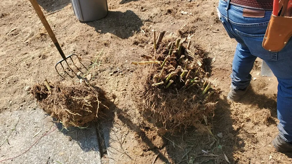 Professional landscape design in Seattle, WA - Neat & Tidy Landscaping