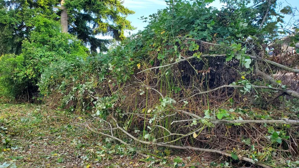 Trusted landscape design in Seattle, WA by Neat & Tidy Landscaping