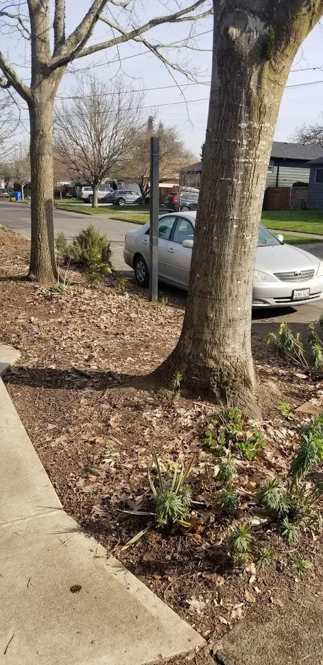 Top-rated residential landscaping with custom design across Portland, OR - Neat Gardens PDX