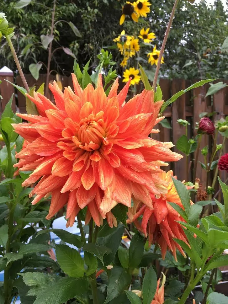 Local lawn mowing service with custom design in Portland, OR by Neat Gardens PDX