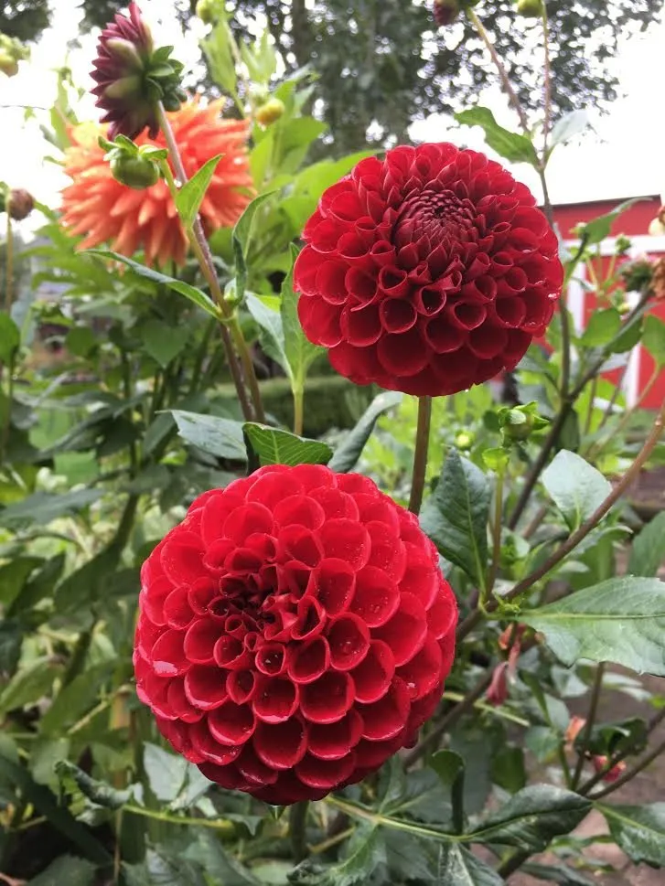 Reliable lawn mowing service experts serving Portland, OR - Neat Gardens PDX