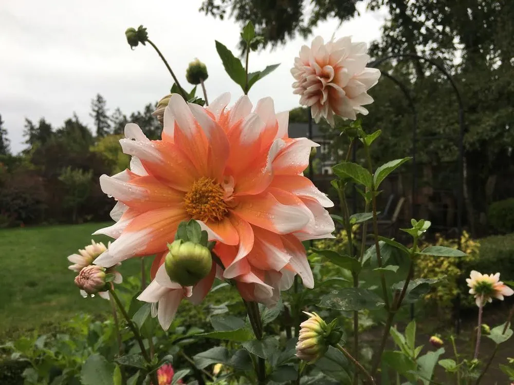 Affordable lawn care service for residential properties in Portland, OR by Neat Gardens PDX