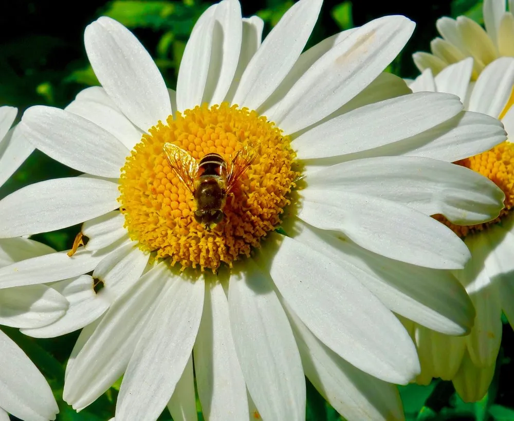 Reliable yard maintenance for homes in Portland, OR by Neat Gardens PDX