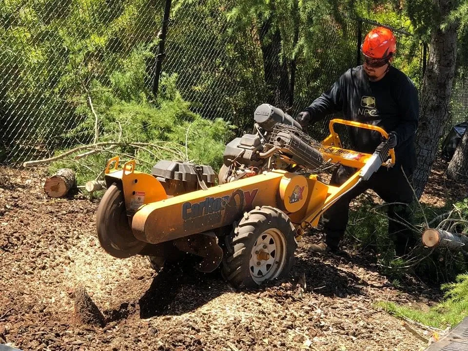 Expert lawn care service for residential properties across San Carlos, CA - Ned Patchett Tree Care & Consulting