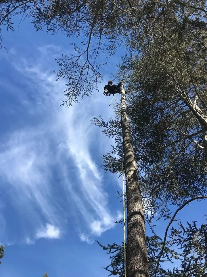Professional yard cleanup service experts serving San Carlos, CA - Ned Patchett Tree Care & Consulting