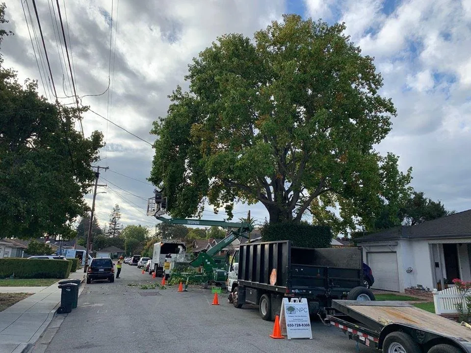Expert yard cleanup service in San Carlos, CA - Ned Patchett Tree Care & Consulting