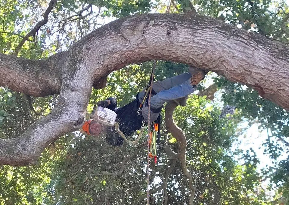 Expert landscape installation near you across San Carlos, CA - Ned Patchett Tree Care & Consulting