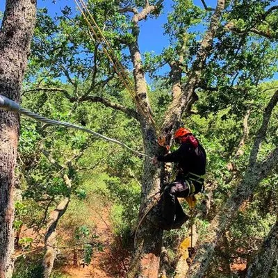 Ned Patchett Tree Care & Consulting Logo