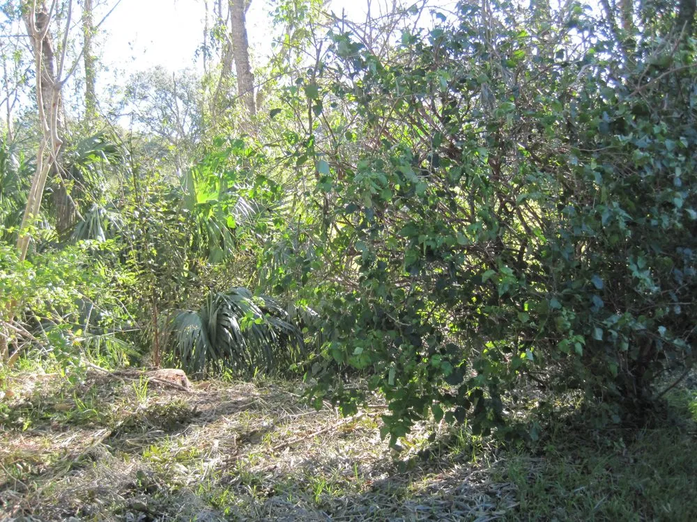 Top-rated landscape design experts serving Bradenton, FL - Need For Green Lawn Service