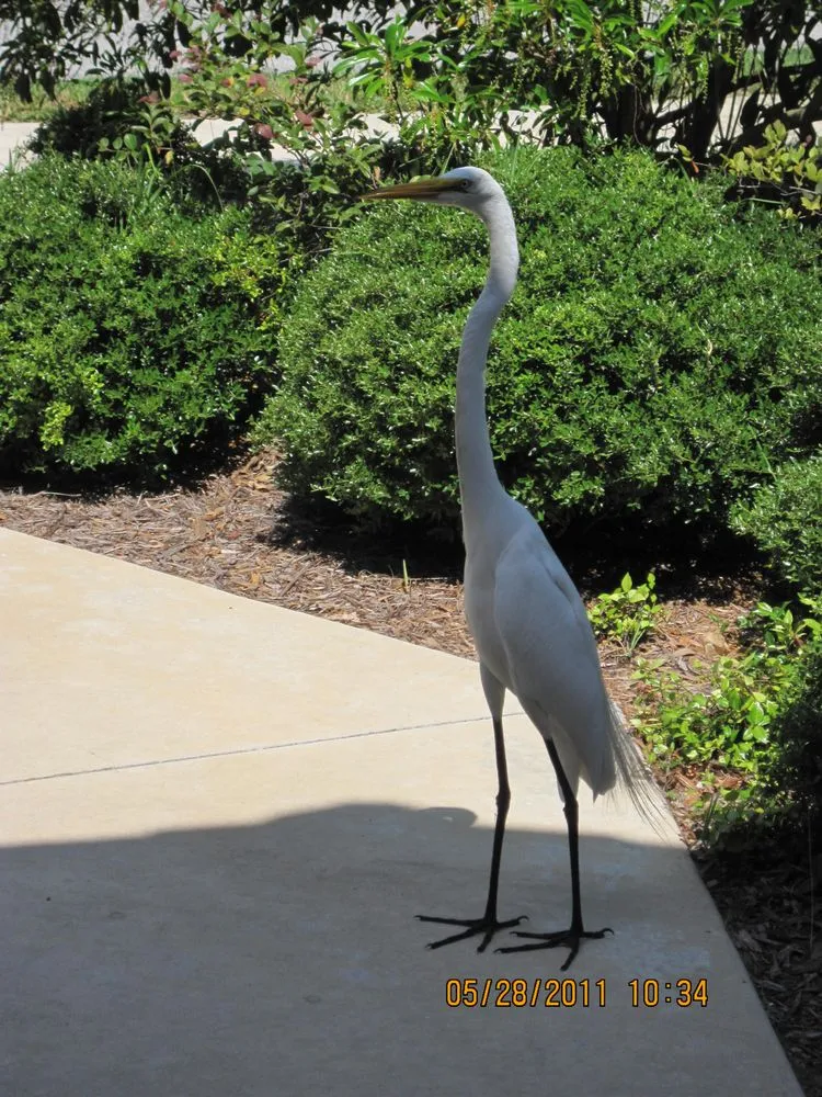 Top-rated residential landscaping for outdoor upgrades across Bradenton, FL - Need For Green Lawn Service