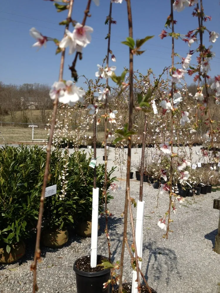 Reliable outdoor landscaping in Mount Juliet, TN - Needhams Nursery & Hemp Pharm