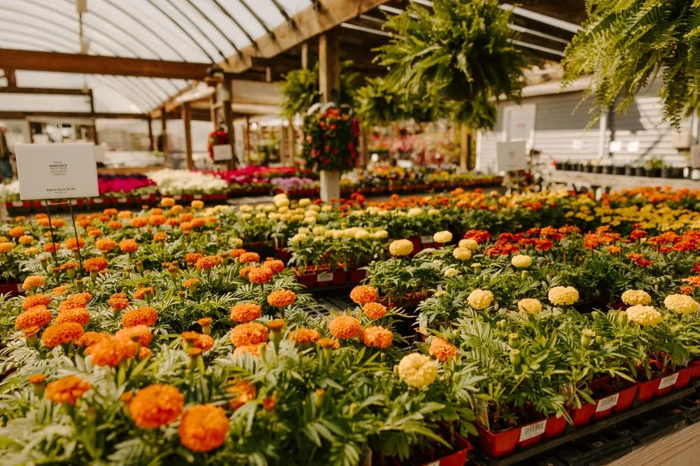 Professional garden landscaping in Mount Juliet, TN by Needhams Nursery & Hemp Pharm