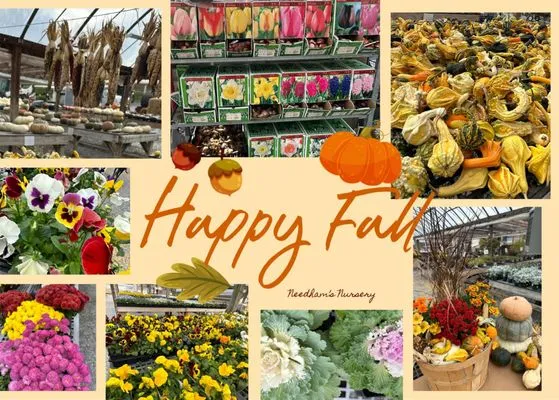 Needhams Nursery & Hemp Pharm