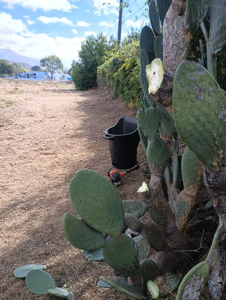 Reliable landscape design in Highland, CA - Neenis Landscaping