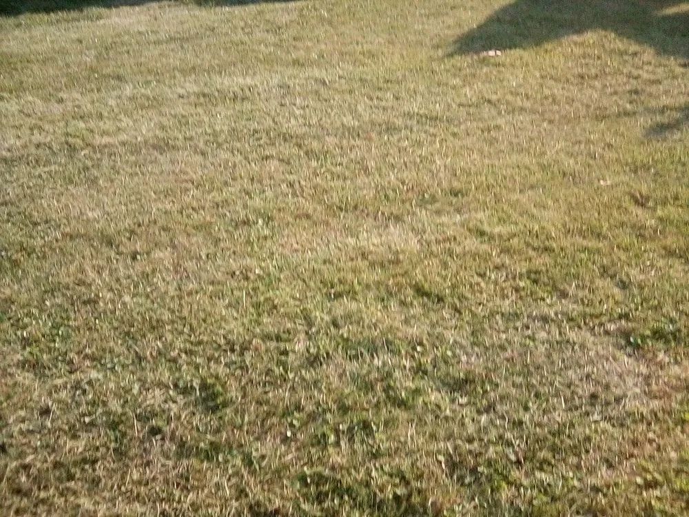 Reliable yard maintenance in St. Louis, MO - Negotiable Services