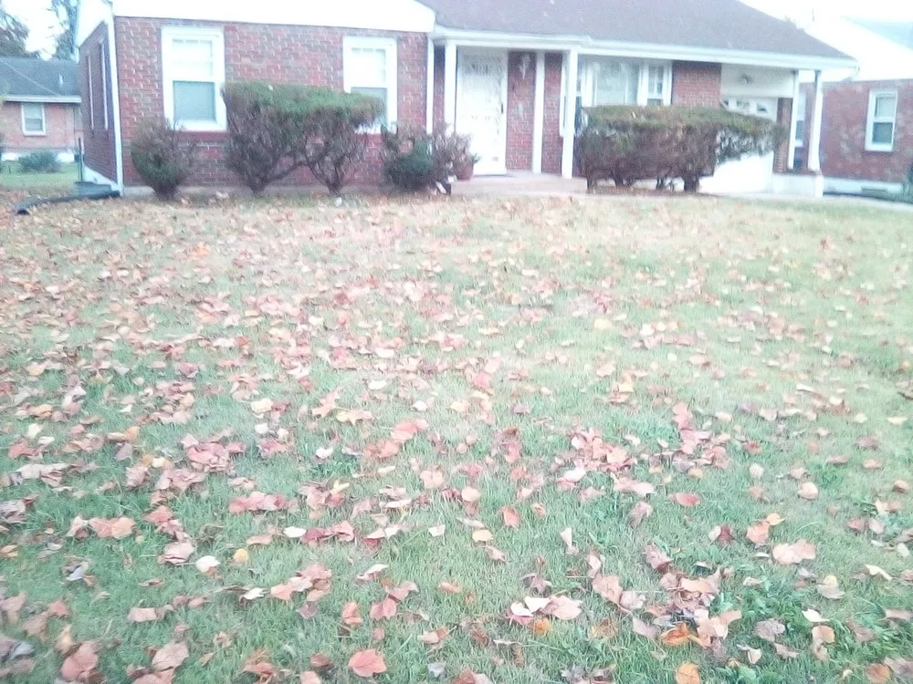 Trusted yard cleanup service in St. Louis, MO by Negotiable Services