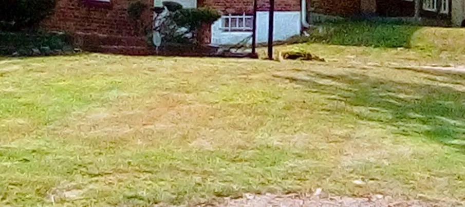 Custom yard cleanup service for beautiful yards across St. Louis, MO - Negotiable Services