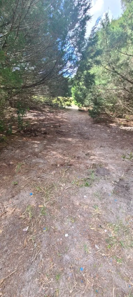 Professional landscaping services in Live Oak, FL - Negrete company