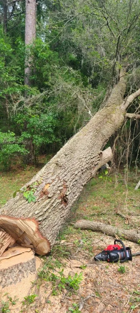 Professional outdoor landscaping for outdoor upgrades across Live Oak, FL - Negrete company