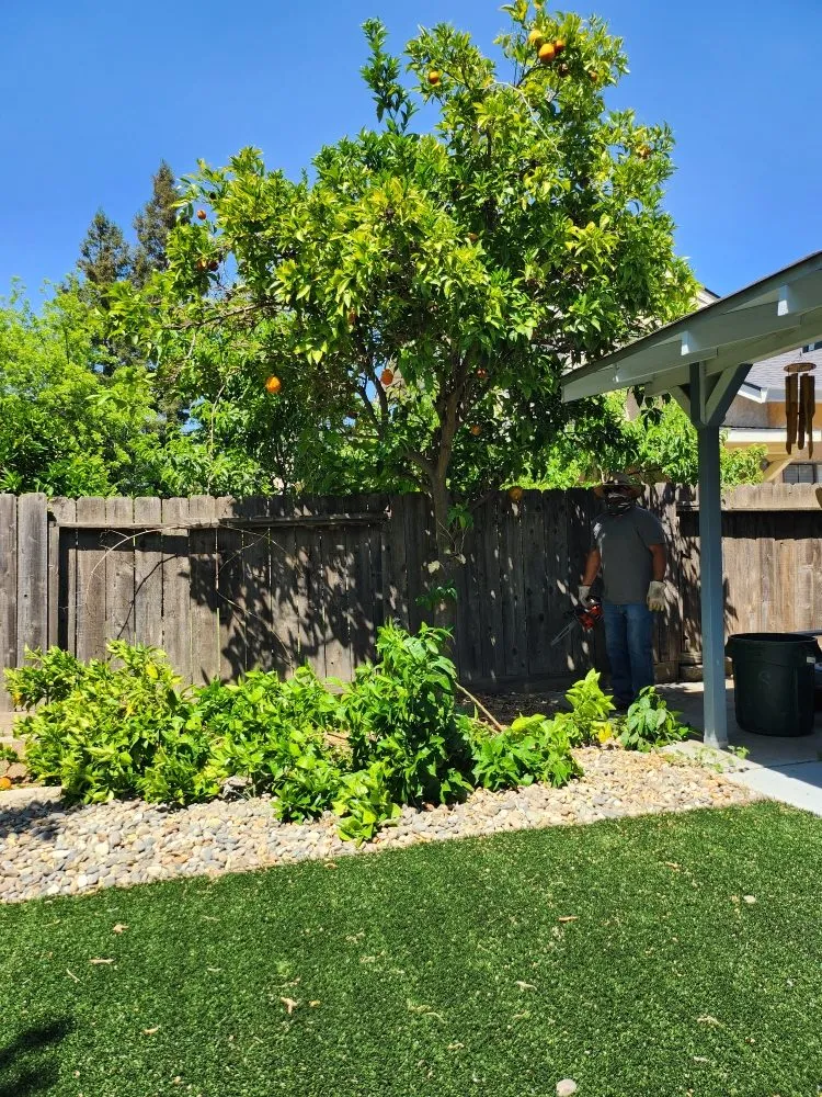 Professional yard maintenance experts serving Hughson, CA - Negrete's Lawn Care & Landscaping